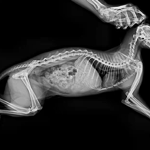 Système d'imagerie Veterinary DR