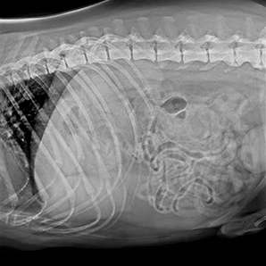 Système d'imagerie Veterinary DR