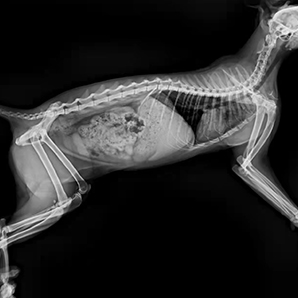 X-ray Unit for the Animal