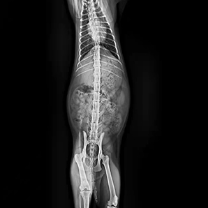 X-ray Unit for the Animal