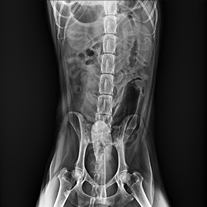Veterinary Digital Radiography System