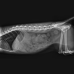 Veterinary Digital Radiography System