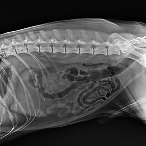Veterinary Digital Radiography System