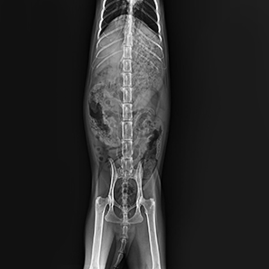 Veterinary Digital Radiography System