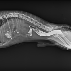 CompaX 500 Vet X-ray clinical imaging 1