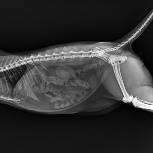 CompaX 500 Vet X-ray clinical imaging 2