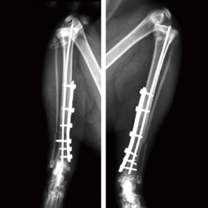 CompaX 500 Vet X-ray clinical imaging 3