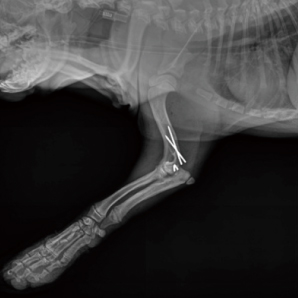 CompaX 500 Vet X-ray clinical imaging 4