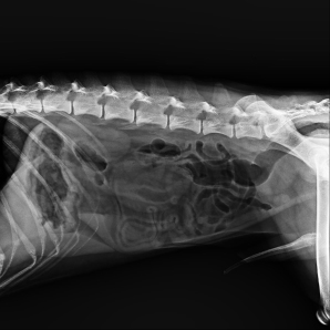 Beatle-01P X-ray clinical imaging 1