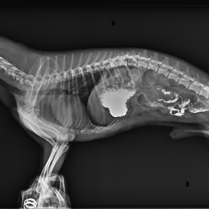 Beatle-01P X-ray clinical imaging 2