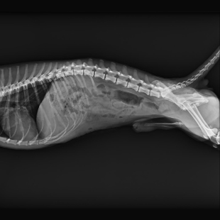 Beatle-01P X-ray clinical imaging 4